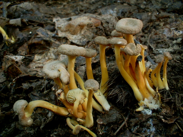 Craterellus tubaeformis, Lycoperdon caudatum (?)